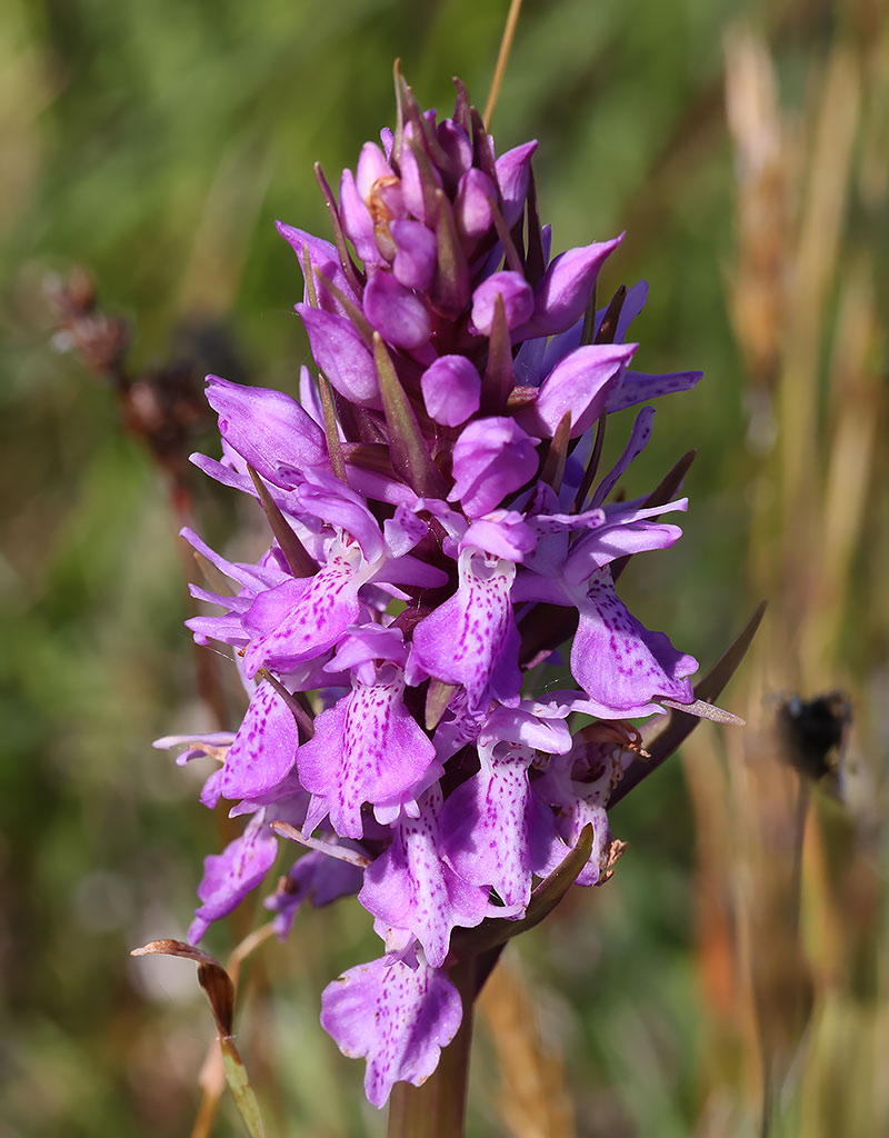 Southern marsh orchid